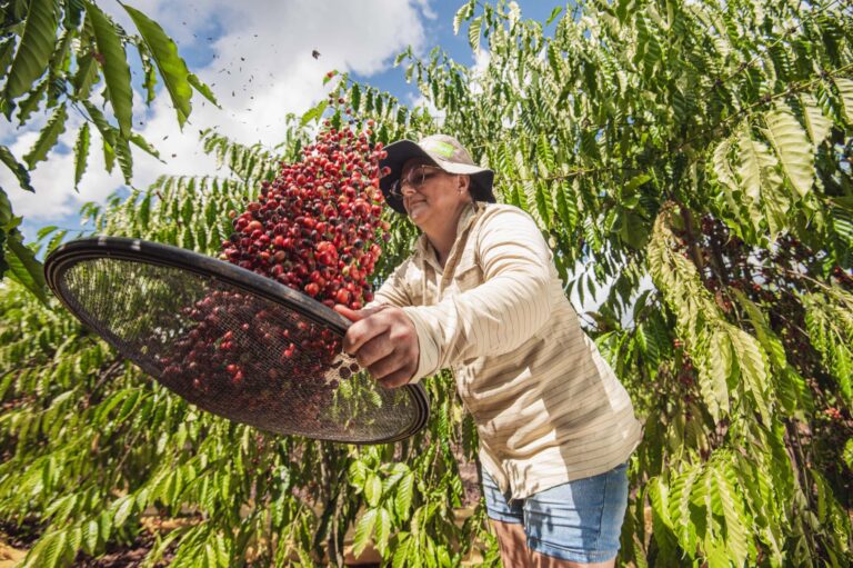 Crescimento da produção de café e mandioca no Acre reflete potencial agrícola do estado